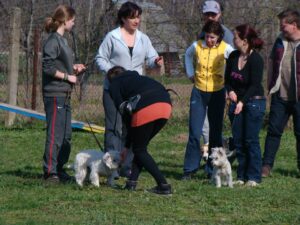 Kutyaoktató-képzés-Makó-13-Fotó-Banyó-Anita