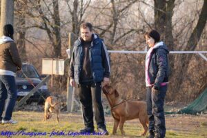 Kutyaoktató-képzés-Makó-14-Fotó-Hegedűs-Csaba