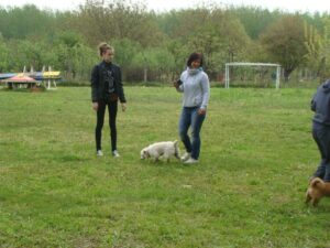 Kutyaoktató-képzés-Makó-3-Fotó-Anita-Banyó