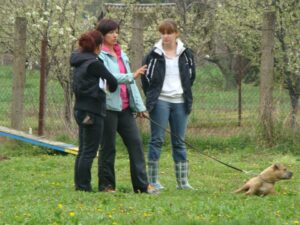 Kutyaoktató-képzés-Makó-6-Fotó-Banyó-Anita