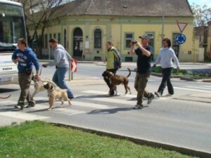 Kutyaoktató-képzés-Makó-Fotó-Anita-Banyó-400x300